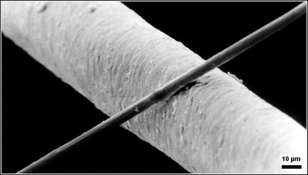 Hair VS Graphene nanotube