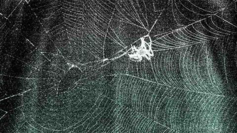 Graphene Fiber From Spiders